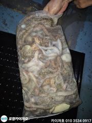 [포항] 26일 야간 돌문어 대박!! 월 야간 모집중 사진
