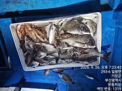 문동 피싱호 감성돔 조황 사진