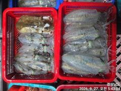 [거제] (무늬오징어)전투~원도권 고구마 전후 퍽퍽~고잉메리호(오늘 예약… 사진
