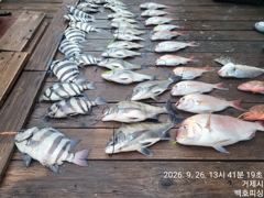 1   [거제] 백호피싱 감성돔 돌돔 참돔 3대돔 흘림조황 1 사진