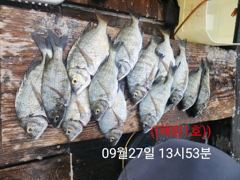 ((해림1호)) 내만권 감성돔.갈치 조항~수시출항~ 사진
