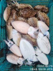 고흥장보고호 선상낚시 조황 사진