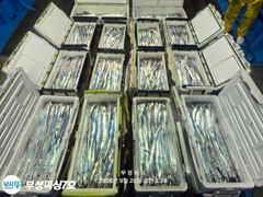 [부성피싱]왕칼치 통영홍도권 갈치입성 씨알 좋습니다 전원 쿨러가득~내일부터 출조 예약가능