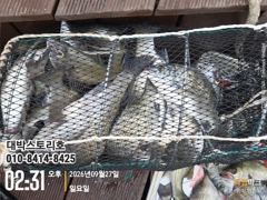 감성도~ 전원손맛 ,마릿수 싸이즈도 커져갑니다 사진