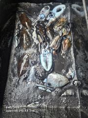 27일 뉴나성호 갑오징어출조 조황 사진