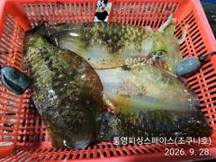 [통영] 무늬/팁런,,국도&좌사리도 덩치급 씨알,,~~ 사진