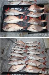 [부산] 피싱히어로 5짜4짜 참돔 마릿수 굿 ~~ 사진