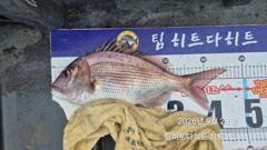 [거제] 선상흘림/ 오짜·사짜 ,중치들 참돔 마릿수, 긴꼬리·슈퍼전갱이 … 사진
