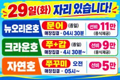 <레인보우호> 갑오징어~마무리조황(28일) 사진