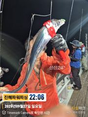 [진해] [갈치/텐빈/텐야]28일입항~씨알좋은놈부터~잔씨알까지[화요일]예…