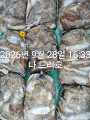 28일, 군산 갑오징어 본격시즌~오늘 나오고 있어요~9명~빵빵한 망탱이 대박조황~군산낚시프라자 나드리호 사진