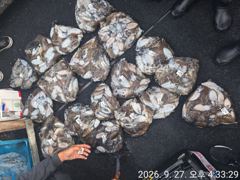 27일 군산킹마린호 100갑조황 30일자리여유 사진