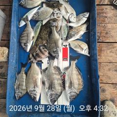 [거제] 라이프레져 씨알급 감성돔흘림 문어 갑오징어 선외기조황 사진