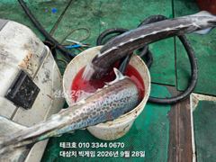 28/월-오후 대삼치.큰삼치쏟아집니다(쿨러만땅)-화,수,목,금~(모집) 사진