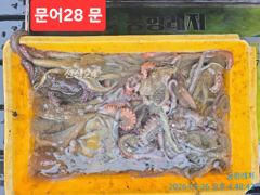 [통영] [곤리 풍화 궁항] 궁항레저 9월 26일조황입니다 사진