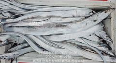 준내만 4지급 텐빈 새벽피딩 갈치 대박 쿨러 가득 조황! 수요일부터 쭉예약가능 사진