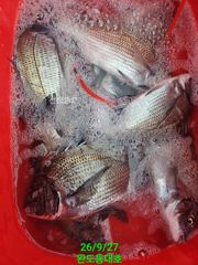 청산도 조황 사진