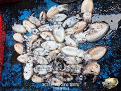 9월 28일 미르호 갑오징어 조황입니다 사진