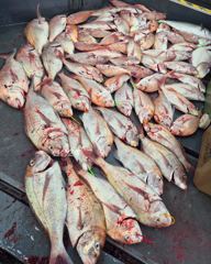 9/28 <스텔스호> 참돔 먼바다 79,72,71외 덩어리 다수 굿 조황~ 내일 수요일 여유자리 많습니다 사진