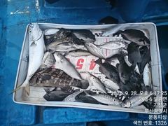 문동 피싱호 두 분 조황 사진