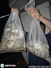 [포항] 28일 야간 돌문어 대단!! 사진