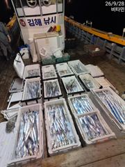 씨알 좋아진 먼바다갈치 쿨러조황 오늘 예약가능 사진