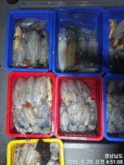 가조도(무늬오징어) 헤비급들 大풍년 퍽퍽퍽~고잉메리호(30일 야간 예약) 사진