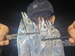 [진해] 내만갈치 씨알 후덜덜! 쓸어담고 만쿨~!!(오늘예약가능)