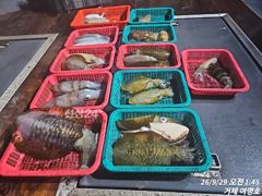 28일 무늬오징어 조황입니다 사진