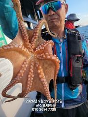 29일, 군산문어~오늘도 싸이즈 좋은 덩치급 문어들~이어지고 있어요~실시간~군산낚시프라자 포세이돈호 사진