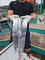 준내만 4지급 텐빈 새벽피딩 갈치 대박 쿨러 가득 조황! 수요일부터 쭉예약가능 사진