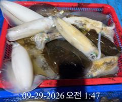 [ 무늬 팁런 ] 등여 K급 조황 사진