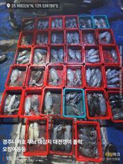 28일 무늬 팁런 29일 오전 라이징 하는 대삼치 사진