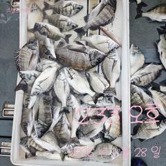 [고성] 감성돔 흘림 출조합니다. 사진