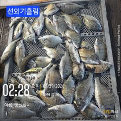[고성] 병산 감성돔35외 마리수 농어 숭어 흘림조황~~ 사진
