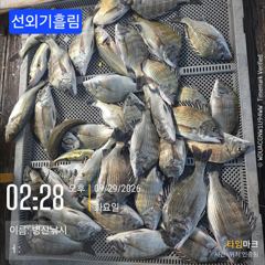 병산 감성돔35외 마리수 농어 숭어 선외기흘림조황~~ 사진