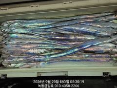 녹동금강호16석 갈치조항.30일갈치자리지정예약제.010-4058-2266 사진