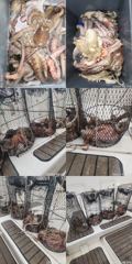 문어,4분,1500,1300,1100외,키로,중치,우루루,,(예약가능) 사진