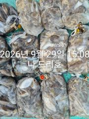 29일,나드리호 갑오징어 천국~잘나오네요~ 군산낚시프라자 나드리호 사진