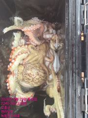 녹동몬스터호 29일 큰 놈만 잡는^^ 문어 조황.