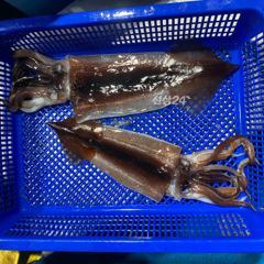 9월 29일 야간 갈치텐빈(반타임) 조황 사진
