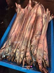 제주 배프로호 갈치텐빈조황 사진
