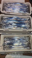 "내만갈치"엄청나게 잡고왔습니다~피딩으로 시작~피딩으로 마무리~!!(오늘예약가능) 사진