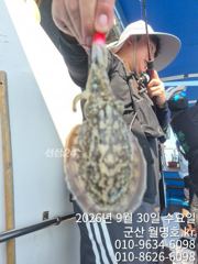 [진해] 내만 갈치 씨알이가 미쳤어요 미쳤어~~(오늘 예약 가능)
