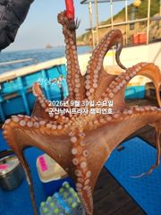 29일, 군산문어~싸이즈 좋은 덩치급 문어가 낚이네요~군산낚시프라자 챔피언호 사진