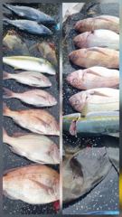 9월29일 대부시리 엄청 터트리고 참돔6찌든 찡한손맛.몸맛 사진