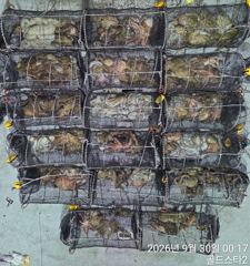 [진해] 29일 야간돌문어 씨알급문어 쭉뽑고 마릿수굿굿 (오늘야간예약중 사진