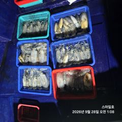 [거제] 야간 무늬 주간 문어 두족류 천지~먹물 파티 스마일호(오늘 예약… 사진