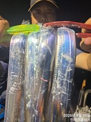 [진해] ,내만칼치 3지급 전원쿨러만쿨 퍼담고 미친피딩,초대박,수,목,금… 사진