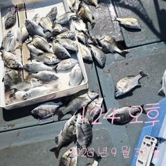 [고성] 30일 감성돔 꾸준한1타 1피 사진